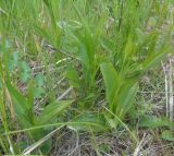 Epipactis palustris