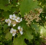 Crataegus chlorocarpa