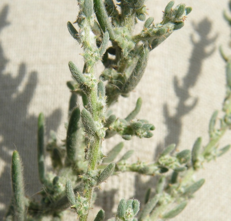 Image of Sedobassia sedoides specimen.