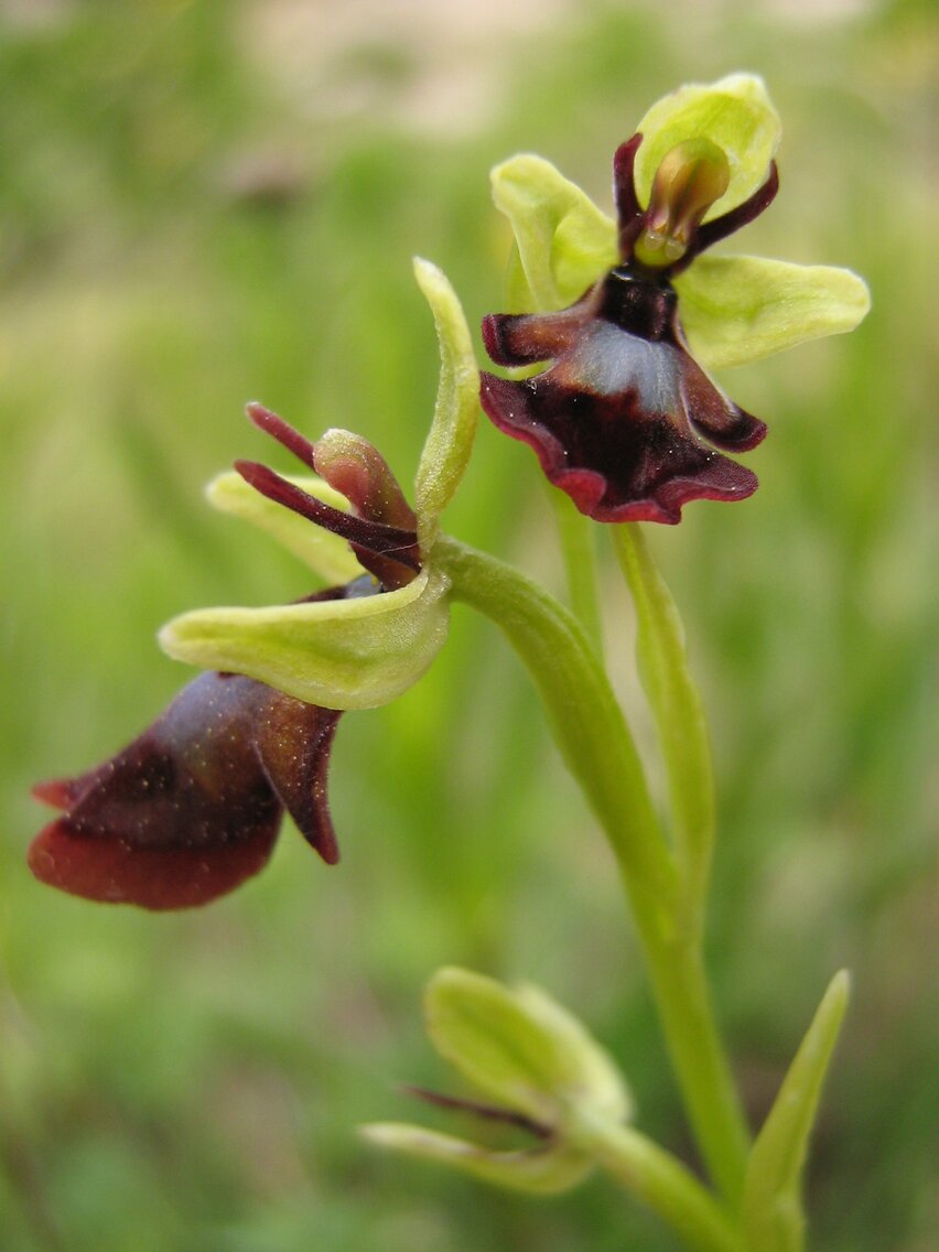 Изображение особи Ophrys insectifera.