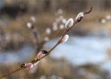 Salix caprea. Побег с распускающимися соцветиями. Ленинградская обл., Ломоносовский р-н, берег Финского залива, валунно-песчаный пляж, заросший тростником (Phragmites australis). 27.03.2021.