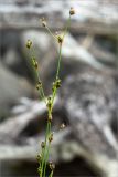 Juncus nodulosus. Верхушка цветущего растения. Мурманская обл., Кандалакшский р-н, Княжегубское вдхр., валунный берег оз. Пудос. 21.07.2020.