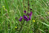 Verbascum phoeniceum