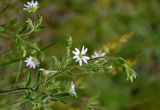 Stellaria dichotoma