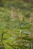 Phragmites australis. Верхушка побега с соплодием. Ростов-на-Дону, Ботанический сад, пойменный луг. 22.10.2022.