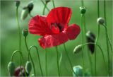 Papaver rhoeas