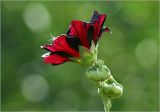 Alcea rosea