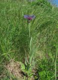 Centaurea tanaitica