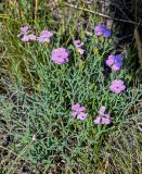 Dianthus uralensis. Цветущие растения. Оренбургская обл., Медногорский гор. округ, Блявинский карьер, каменистый склон. 04.07.2023.