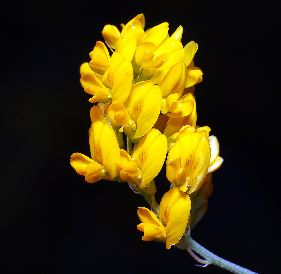 Изображение особи Medicago falcata.