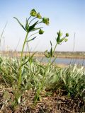 Euphorbia leptocaula. Цветущее растение. Краснодарский край, сухой южный склон над р. Ея у станицы Шкуринская. 27.04.2009.