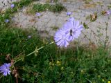 Cichorium intybus