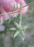 Astragalus asterias