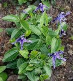 Clematis integrifolia