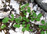 Salix reticulata