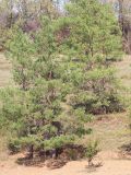 Pinus sylvestris. Взрослые деревья. Ростовская обл., Неклиновский р-н, Троицкое с/п, дол. р. Миус. 18.09.2013.