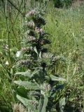 Echium vulgare. Зацветающее растение. Краснодарский край, Кущёвский р-н, станица Шкуринская, обочина полевой дороги. 20.06.2009.