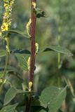 Verbascum marschallianum