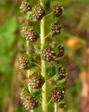 Ambrosia artemisiifolia