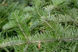 Abies chensiensis