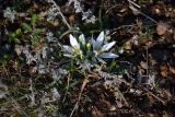 Ornithogalum fimbriatum