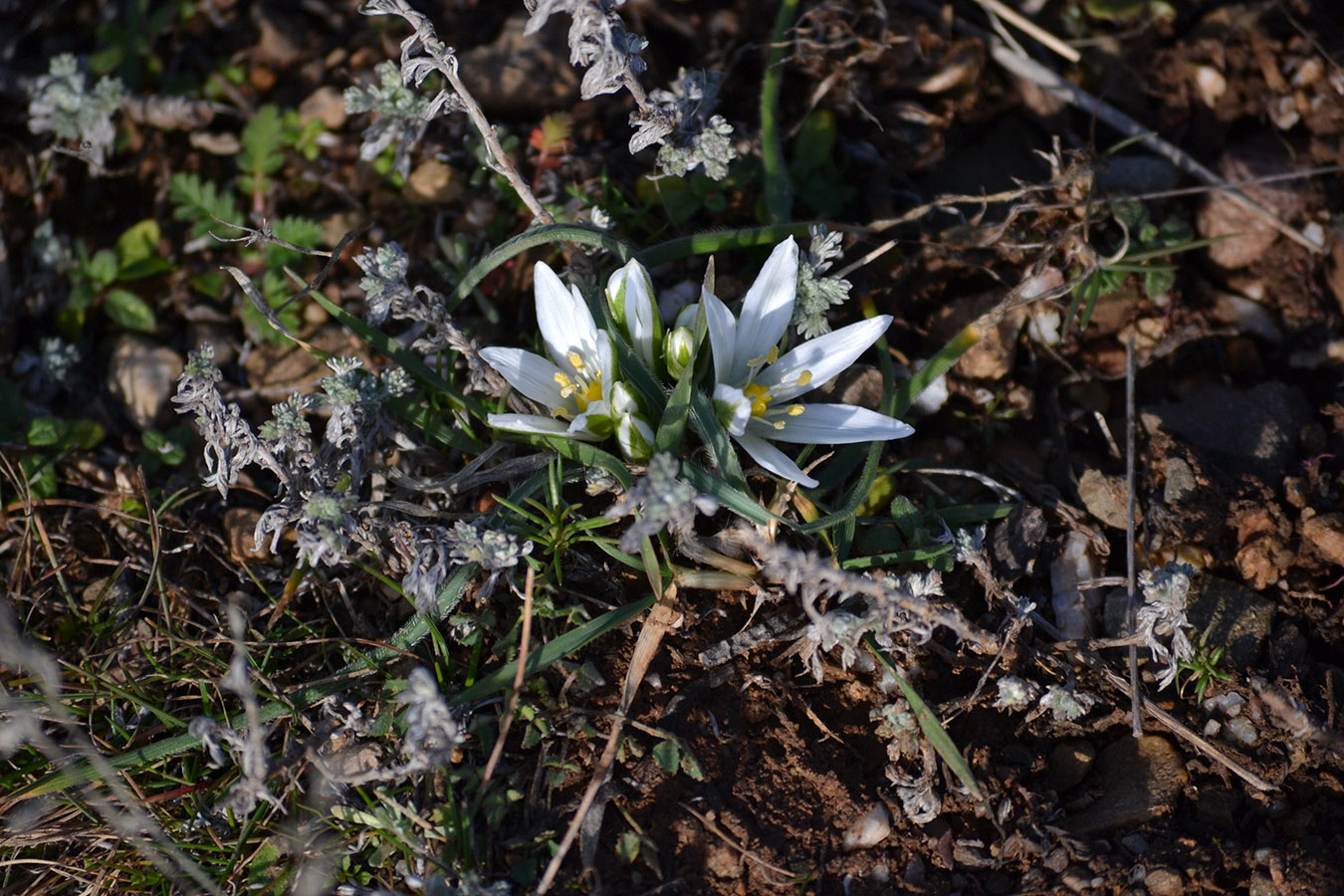 Изображение особи Ornithogalum fimbriatum.