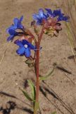 Anchusa gmelinii. Соцветие. Украина, г. Запорожье, возле Детской железной дороги, на песке. 02.06.2013.