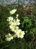 Primula vulgaris. Цветущее растение. Крым, Бахчисарай, Ханский дворец. 25 марта 2011 г.