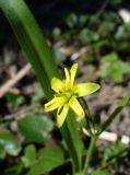 Gagea lutea