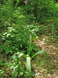 Allium stipitatum