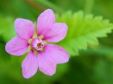 Rubus arcticus