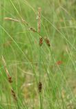 Carex lasiocarpa. Верхушки отцветающих побегов. Архангельская обл., Холмогорский р-н, окр. пос. Усть-Пинега, болото. 10.07.2014.