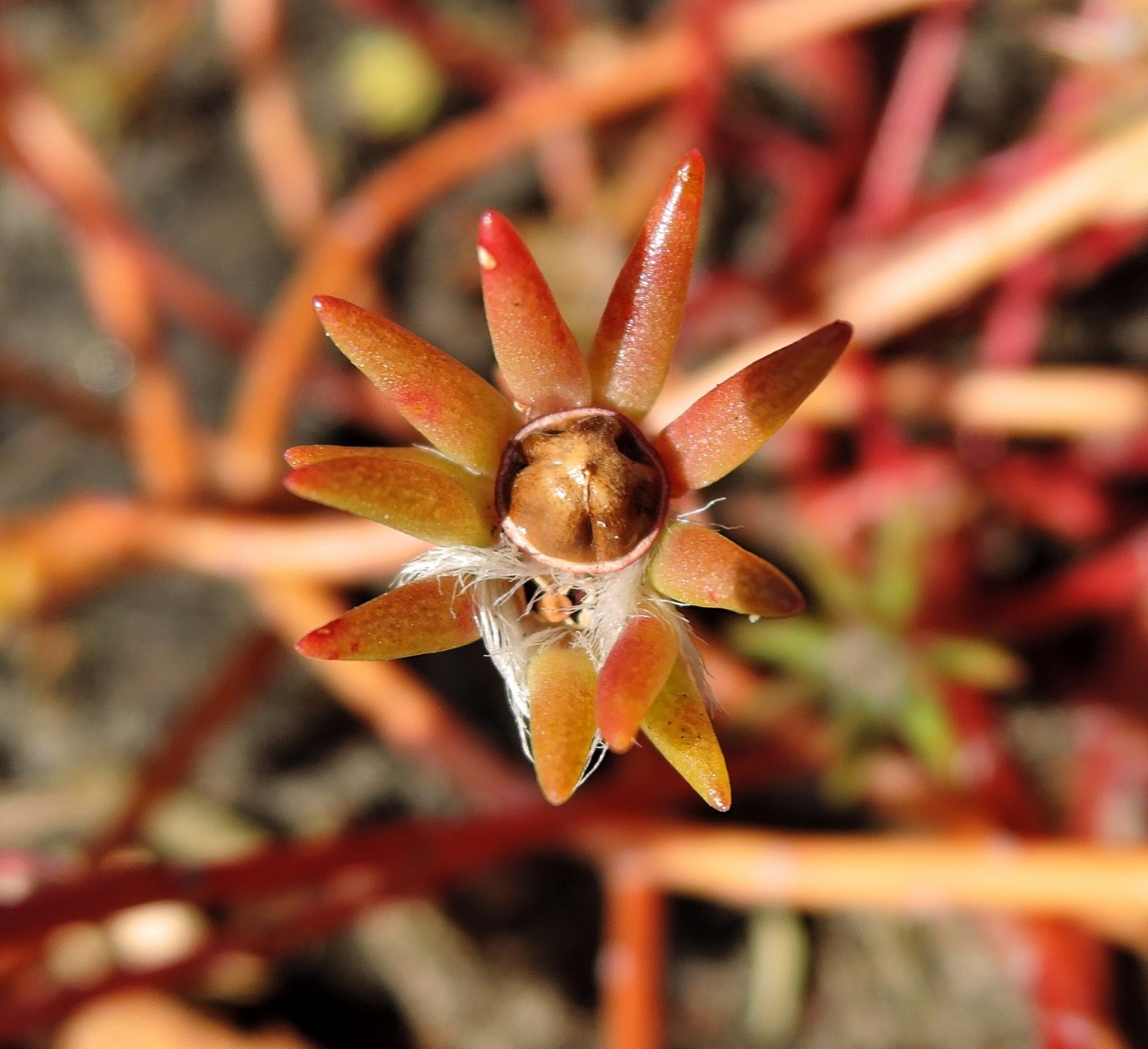 Изображение особи Portulaca grandiflora.