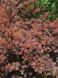 Cotinus coggygria