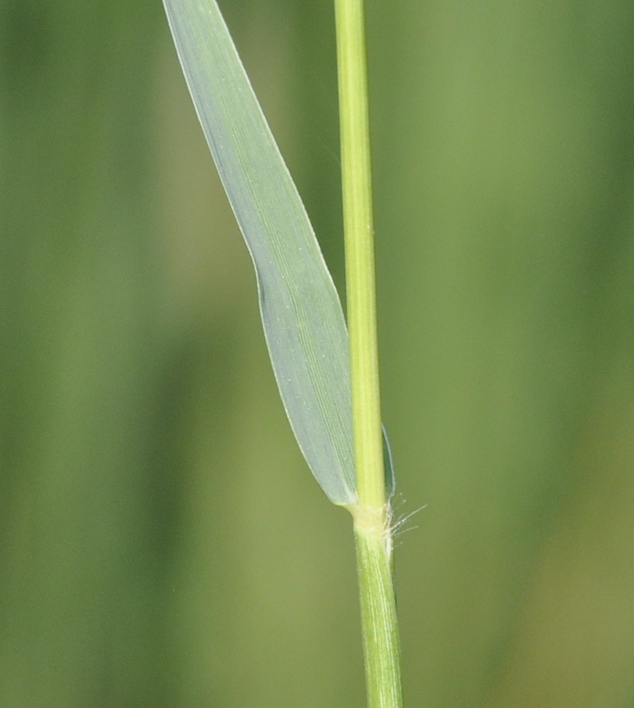 Изображение особи Paspalum paspalodes.