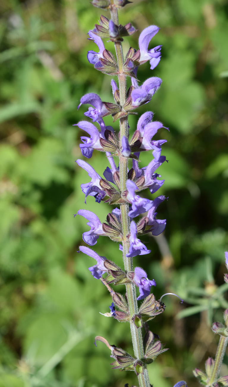 Изображение особи Salvia virgata.