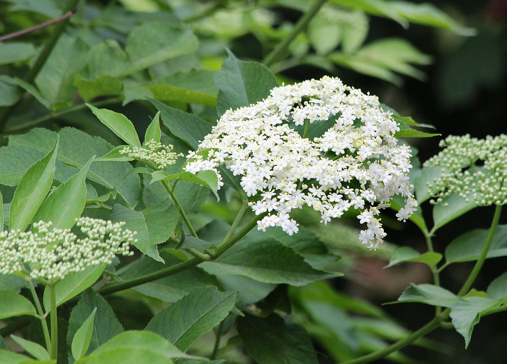 Изображение особи Sambucus nigra.