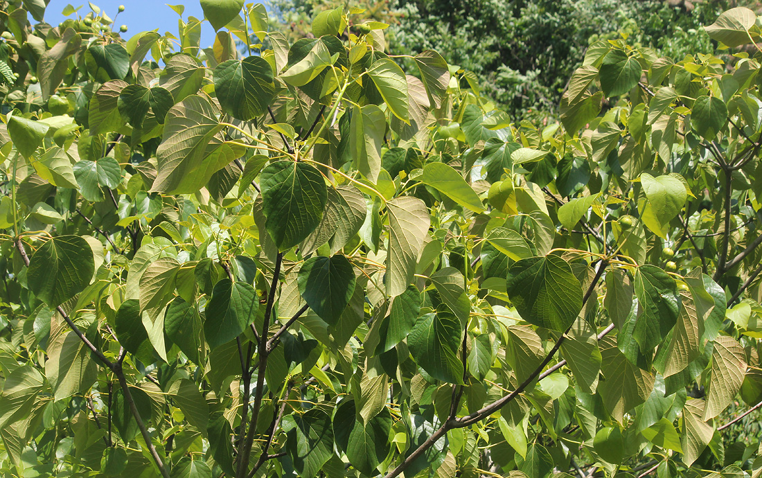 Изображение особи Vernicia fordii.