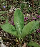 Solenanthus biebersteinii