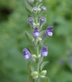 Scutellaria altissima