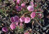 Convolvulus gortschakovii