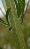 Centaurea orientalis