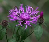 Centaurea pseudophrygia