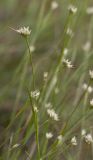 Rhynchospora alba. Верхушки цветущих растений. Московская обл., Одинцовский р-н, Звенигородская БС МГУ, болото Сима, сфагновая сплавина. 25.07.2017.