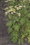 Pyrethrum parthenium