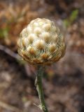 Centaurea orientalis. Развивающееся соцветие. Украина, г. Запорожье, балка Щавелевая, степь с выходами гранита. 10.06.2017.