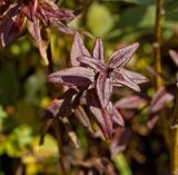 Galium boreale