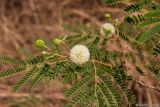 Leucaena leucocephala