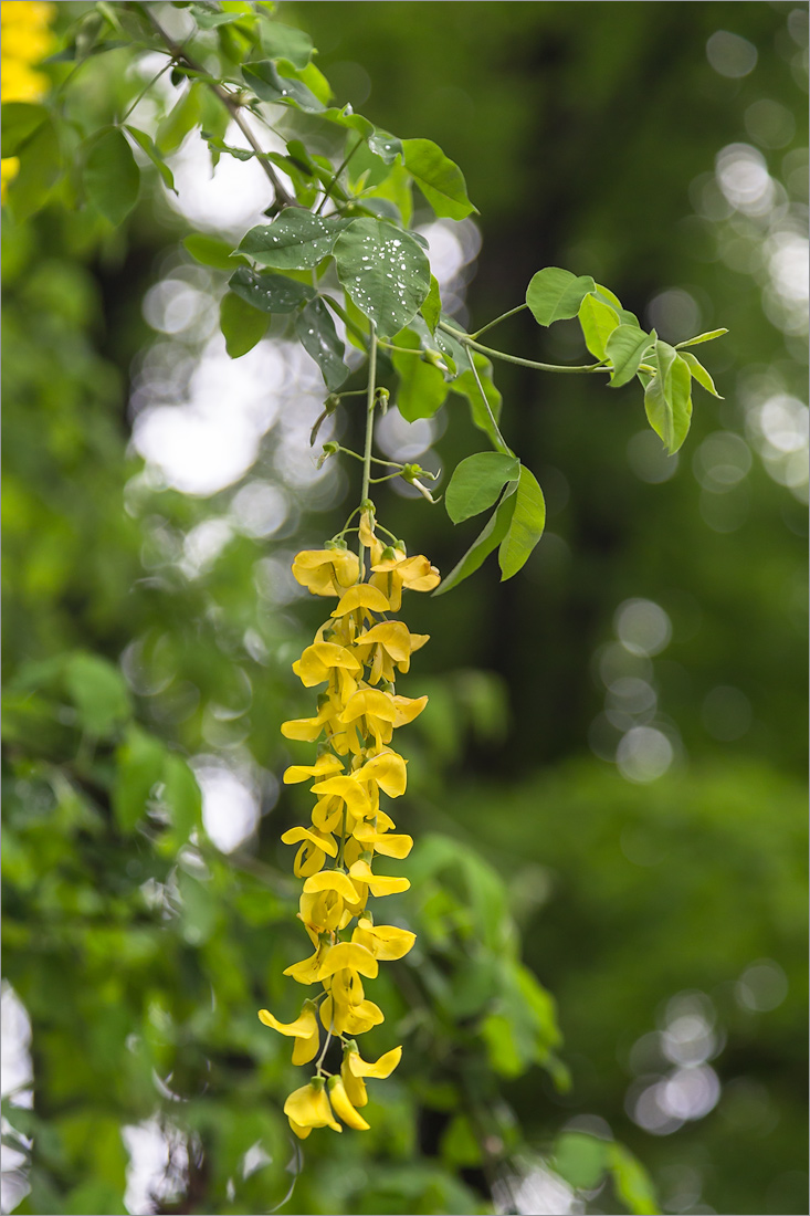 Изображение особи Laburnum anagyroides.