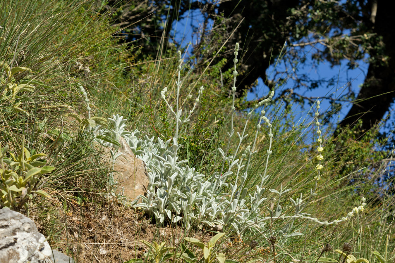 Image of Sideritis syriaca specimen.